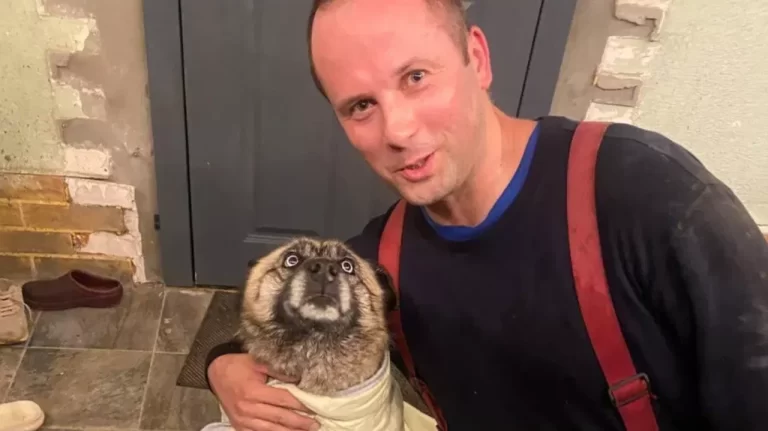 В Калининградской области сотрудники МЧС спасли хаски, упавшую в девятиметровый колодец