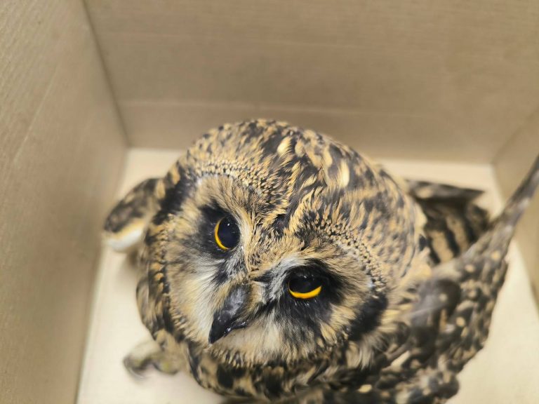 Красноярские полицейские спасли сову от гибели