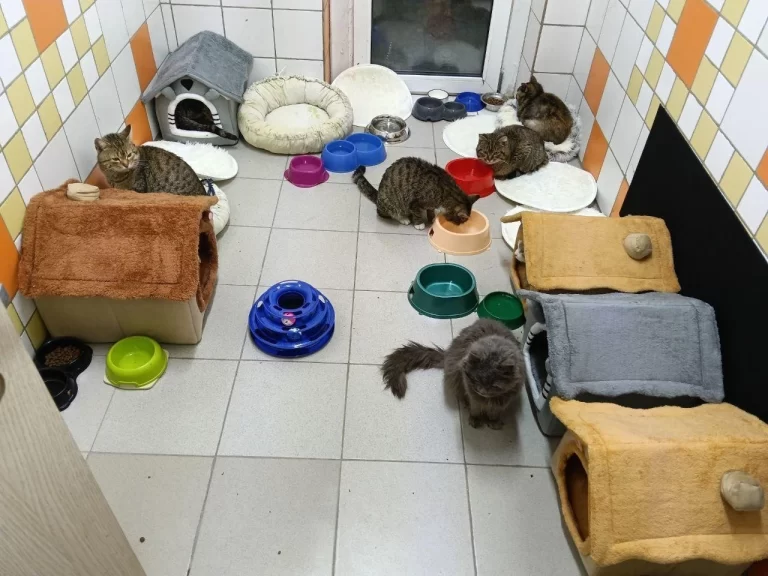 Томские волонтеры спасли 25 кошек