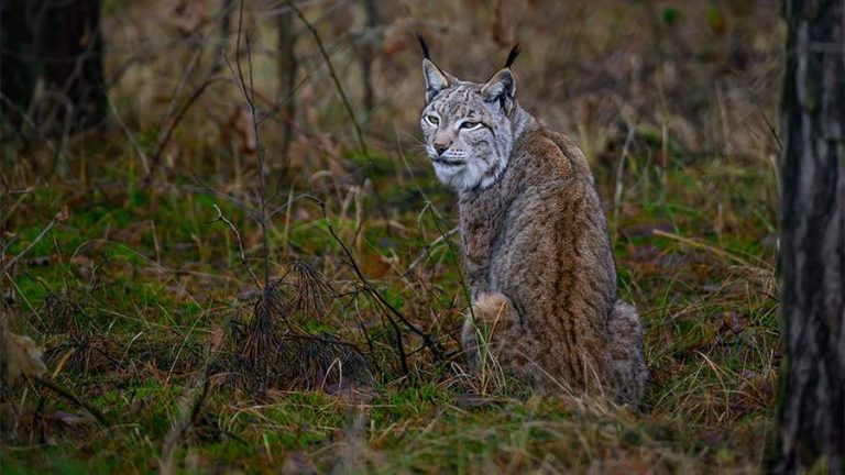 Опасное восхождение: в Забайкалье волонтёры спасли рысь со столба