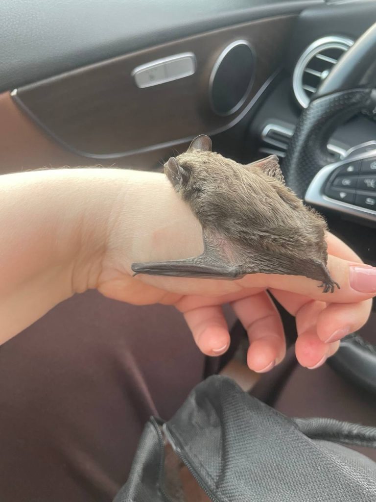 Местные жители спасли летучую мышь