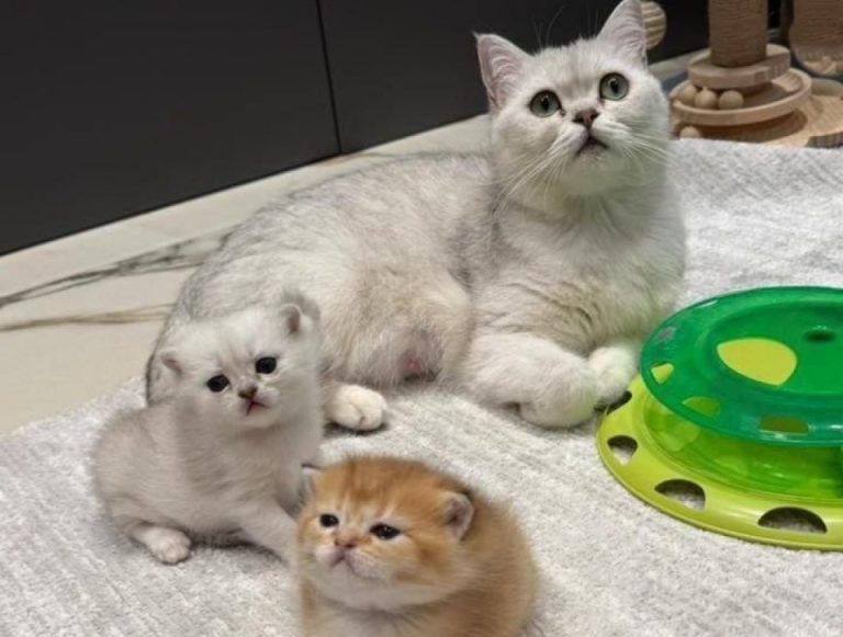 В Москве ветеринары спасли беременную кошку, упавшую с 29‑го этажа