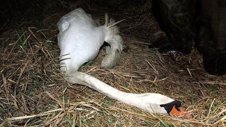 В Ленинградской области спасли подстреленного лебедя из водоёма