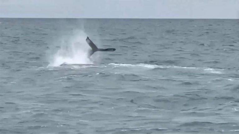 Спасатель рассказала о сложностях при поиске семьи косатки на Камчатке