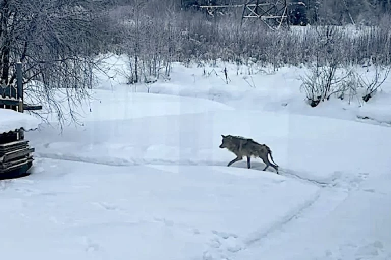 Пожилая женщина укрыла от охотников больного волка