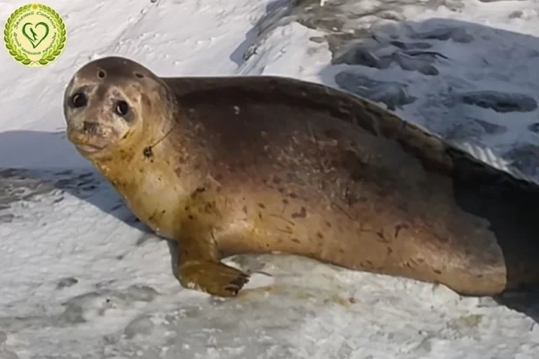 Таинственный гость с Сахалина: спасённый тюлень озадачил учёных