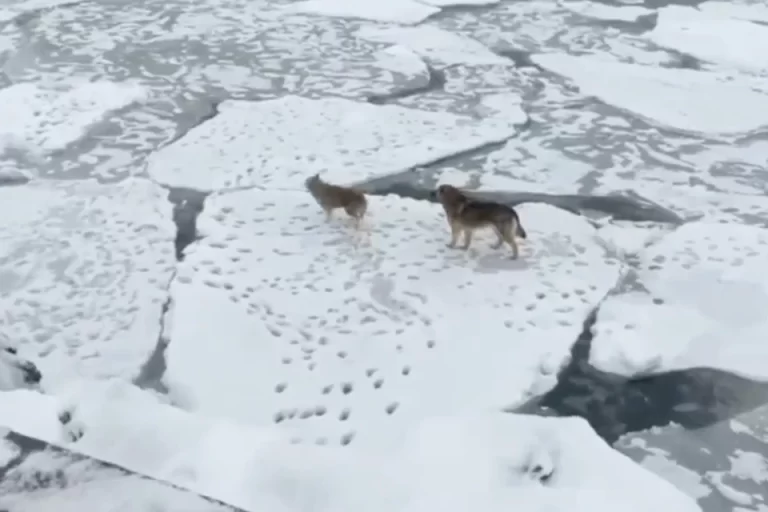 Героическое спасение: две собаки выжили после дрейфа на льдине у Камчатки