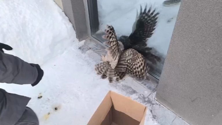 В Коврове горожане спасли кота на дереве и травмированную сову