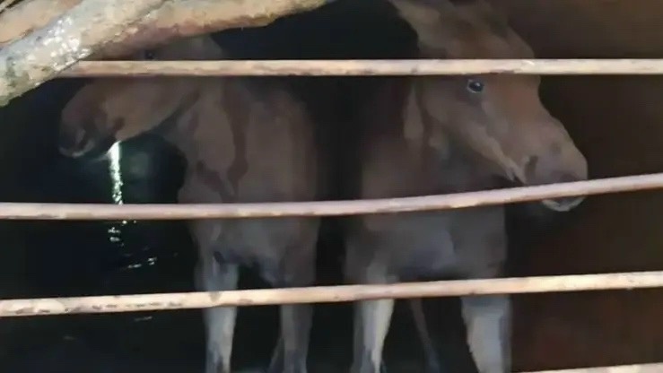 В Зеленогорске рыбак помог спасти лосят из рукотворной ловушки
